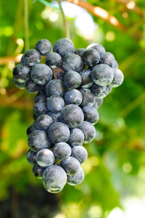 An image of a bunch of sweet blue grapesの写真素材