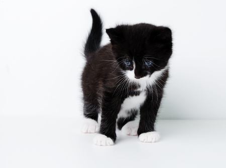 An image of a nice kitten on white backgroundの写真素材