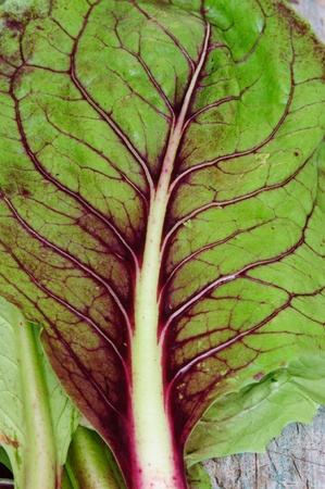 An image of a leaf with purple veins