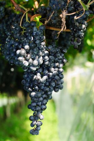 An image of bunches of sweet blue grapesの写真素材