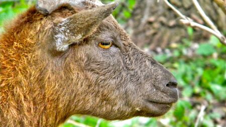 Pygmy Goatの写真素材