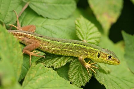Juvenile Lacerta viridis or bilineata 