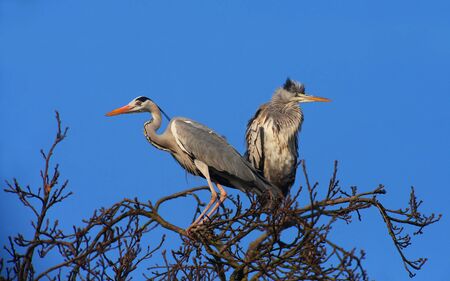 Grey Herons on the Top of a Tree の写真素材