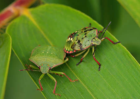 Insect Friendshipの写真素材