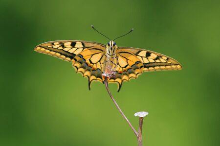 Papilio machaon butterfly on flowerの写真素材