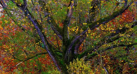 Tree Castle in Autumn