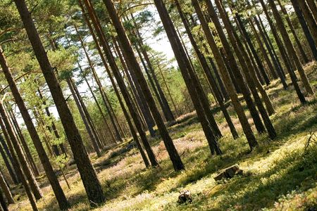 forest in summer