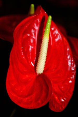 plant, red Arumの写真素材