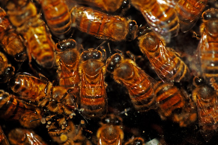 Honey beesの写真素材
