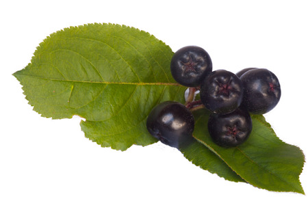 black chokeberries with leaf separated on whiteの写真素材