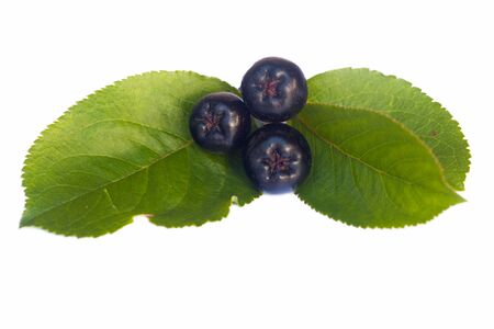 black chokeberries with leaf separated on whiteの写真素材