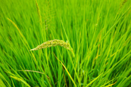 Ear of Paddyの写真素材