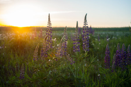 Purple lupines among green grass at the sunsetの写真素材