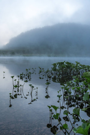 Water plants in the fogの写真素材