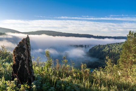 Stump of birch on the precipice above the riverの写真素材