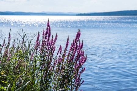 Pink wild flowers on the lakeshore at warm summer morningの写真素材