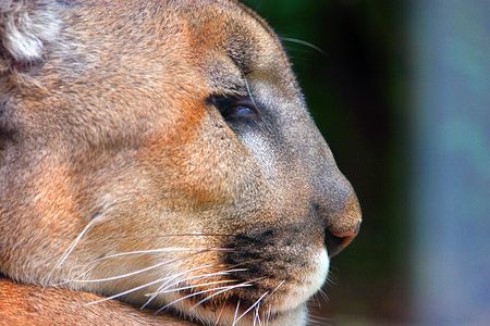 Cougar portraitの写真素材