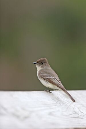 Eastern pheobeの写真素材