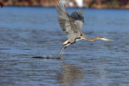 Great blue heron taking offの写真素材