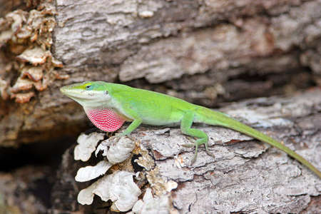 Male lizard in mating seasonの写真素材