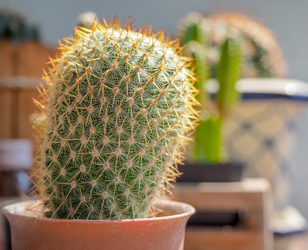 little cactus on small pot for decorationの写真素材