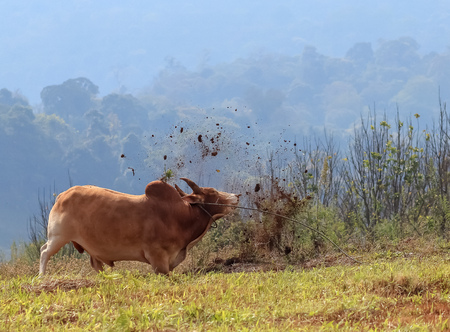 The Angry Brown Cow Butting The Ground on The Moutainの写真素材