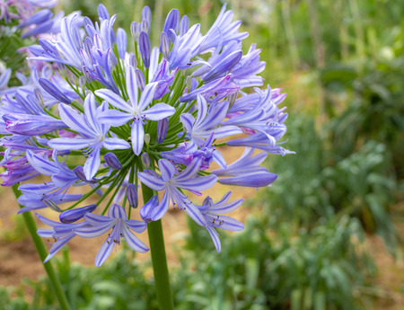Beautiful Flower. Fresh Blue Agapanthus, African Blue Lily Flower Blooming in The Gardenの写真素材