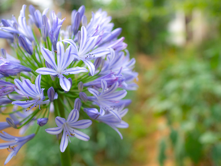 Beautiful Flower. Fresh Blue Agapanthus, African Blue Lily Flower Blooming in The Gardenの写真素材