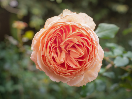 Blooming Flower Close-up, Rosa Centifolia (Rose des Peintres) in Creamy Color in The Gradenの写真素材