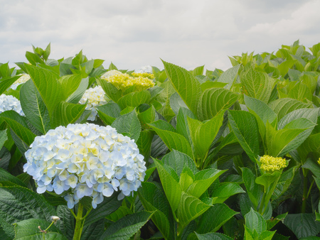 Beautiful Flower, Hydrangea Flowers, Hydrangea Macrophylla
Blooming in The Gardenの写真素材