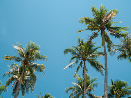 Coconut Palm Trees on Summer Blue Sky, Beautiful Tropical Background with Spaceの写真素材