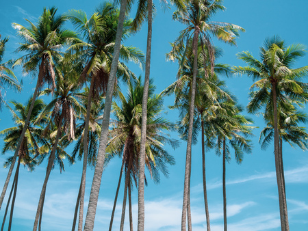 Coconut Palm Trees on Summer Blue Sky, Beautiful Tropical Background