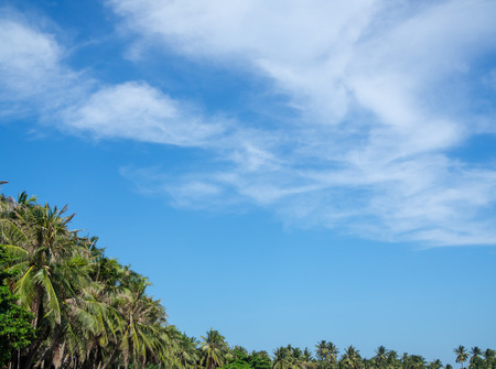Coconut Palm Trees on Summer Blue Sky, Beautiful Tropical Background with Spaceの写真素材