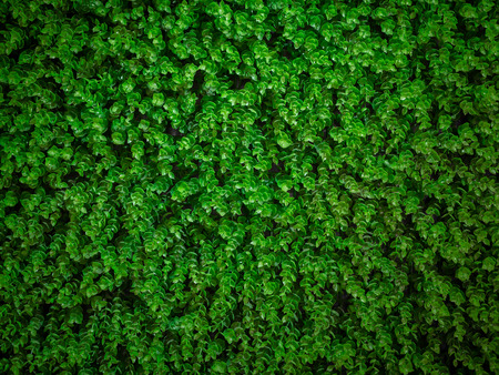 Green Leaves, Artificial Ivy Wall Background Textureの写真素材