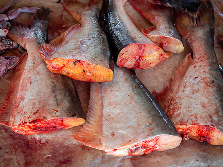 Slice Fresh Frozen Fish Meat with Blood sale in Summer Marketの写真素材