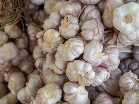 Bunch of Organic White Garlic Herb Ingredient for Sale in Marketの写真素材