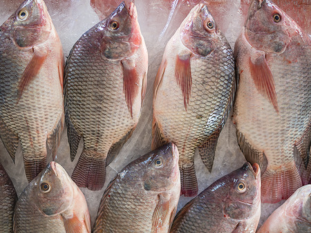 Fresh Frozen Fish on Ice sale in Summer Marketの写真素材
