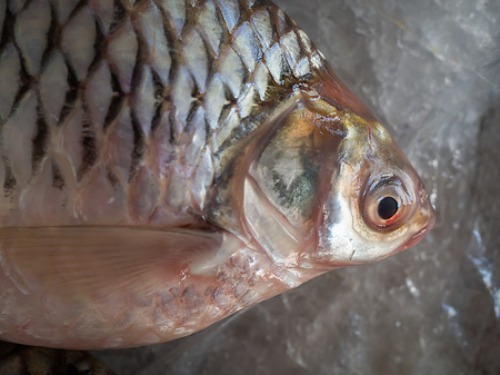 Clos-up Fresh Frozen Fish on Ice sale in Summer Marketの写真素材