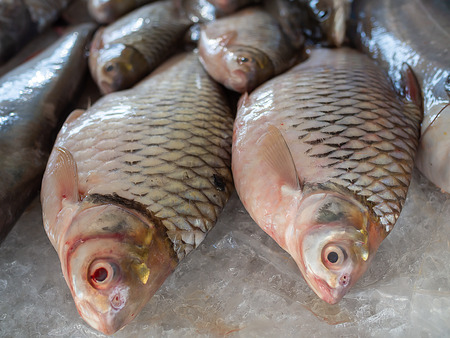 Fresh Frozen Fish on Ice sale in Summer Marketの写真素材
