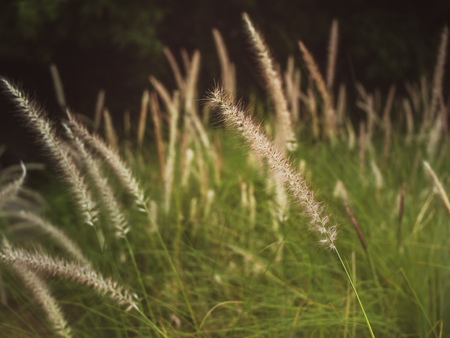 Grass Field, Green Meadow Play with The Wind with Soft Sunlight in The Morningの写真素材