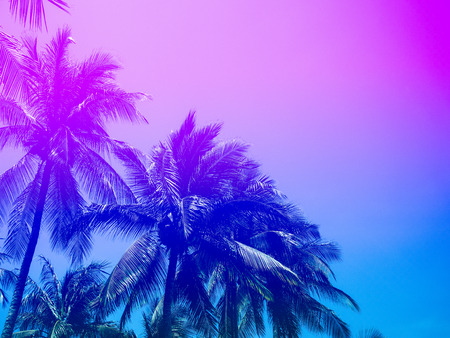 Coconut Palm Trees on Summer Colorful Sky, Beautiful Tropical Background with Space