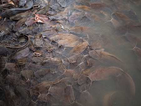 Group of Iridescent Shark, Striped Catfish, Sutchi Catfish (Pangasianodon Hypophthalmus) Swimming and Waiting for Some Foodの写真素材