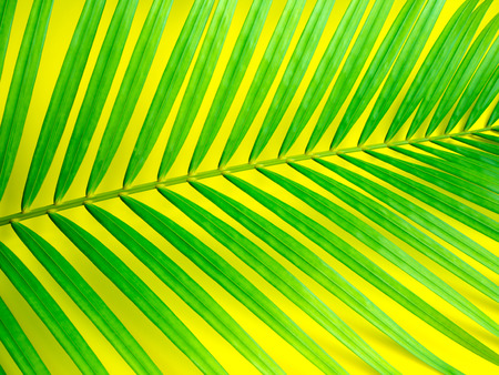 Green Tropical Palm Leaf on Lemon Yellow Background. Summer Concept.の写真素材