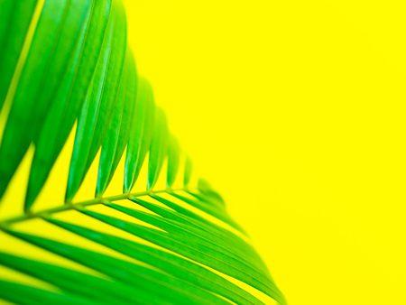 Green Tropical Palm Leaf on Lemon Yellow Background. Summer Concept.の写真素材