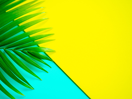Green Tropical Palm Leaf on Lemon Yellow and Aqua Blue Background Trendy Colour. Summer Concept.の写真素材