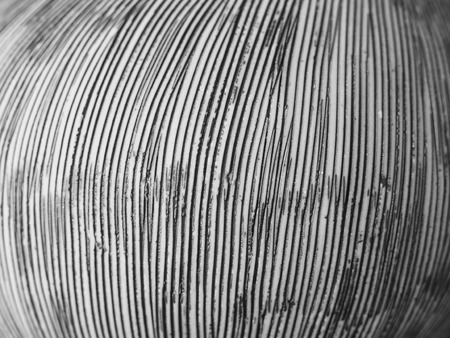 Beautiful Wooden Trench Texture, Curve Line, Black and White Scratched Low Relief
 Backgroundの写真素材