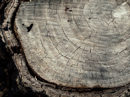 Stump Surface Background Texture. Save Earth and Environment, Ecology Conceptの写真素材