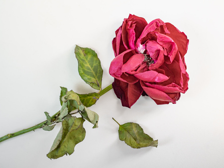 Dried red rose flower with petals composition isolated on white background.の写真素材