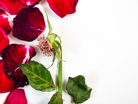 Dried red rose flower with petals composition isolated on white background with copy space.の写真素材