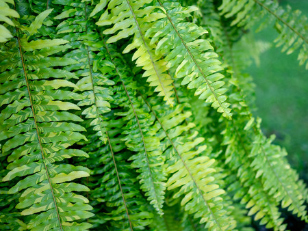 Beautiful fern leaves. Nephrolepis exaltata Tiger Fern, Boston Fern.の写真素材